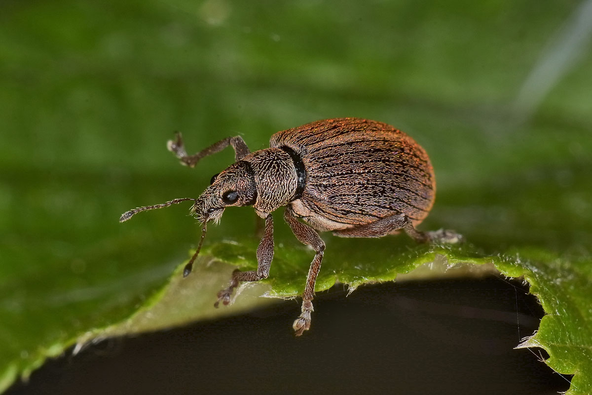 Polydrusus mollis - Curculionidae